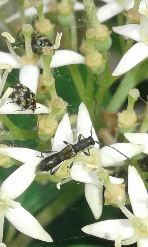 Brachypteroma ottomanum (Cerambycidae)? S.